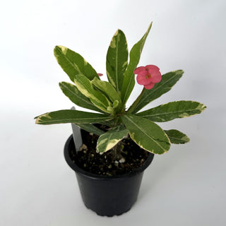 Euphorbia milii “Variegated Pink”