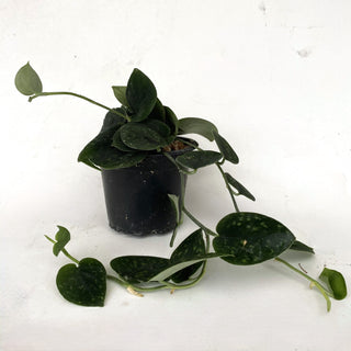 Scindapsus pictus "Green Form" (Hassk Juvenile Form)