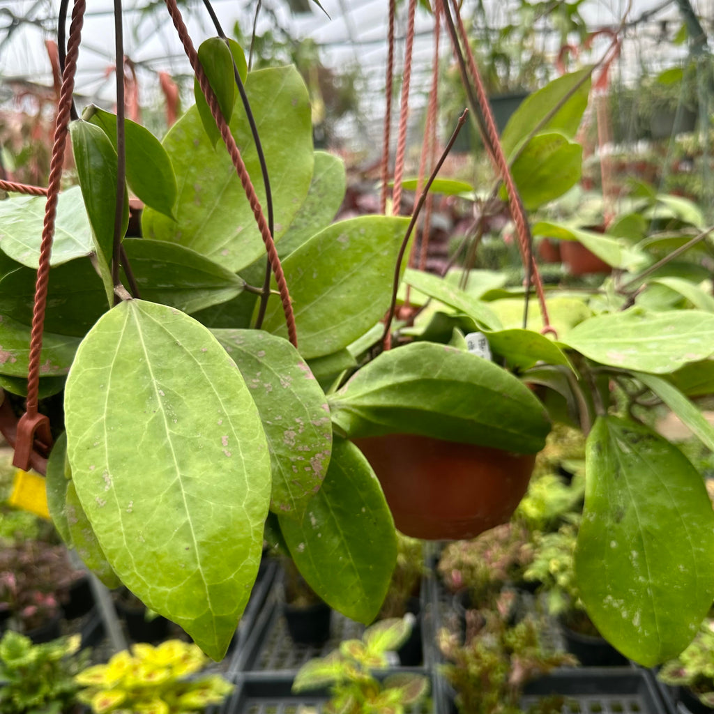 Hoya citrina – Steve's Leaves