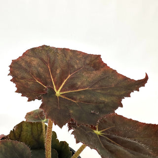 Begonia 'Selph's Mahagony'