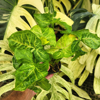 Syngonium podophyllum "Orm Thong"
