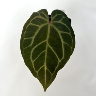 Anthurium 'Not The Mama'/forgetii x 'Zara/'Michelle'