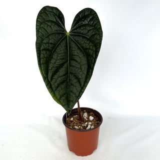 Anthurium 'Jungle Giant' x luxurians - 5.5" Pot