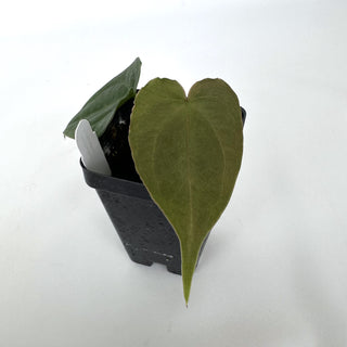 Anthurium magnificum/'Silver Blush' x nigrolaminum 'Gigi'