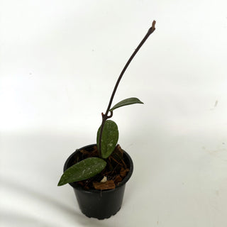 Hoya carnosa 'Wilbur Graves' "Russia"