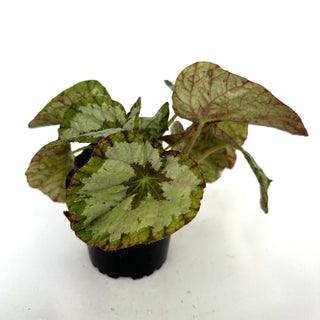 Begonia 'Elephant Ear'