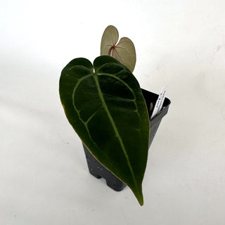 Anthurium 'Ace of Spades' x 'Zara'