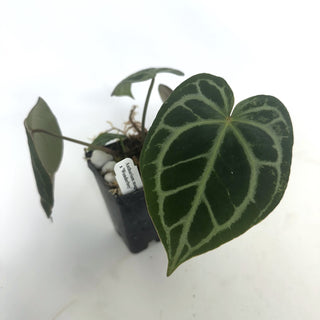 Anthurium magnificum x 'Wonder Boy'