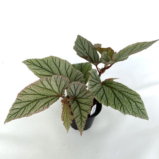 Begonia 'Don Miller'