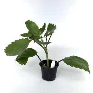 Kalanchoe pinnata