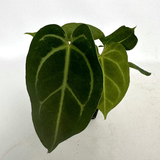 Anthurium 'Blue Velvet' x magnificum