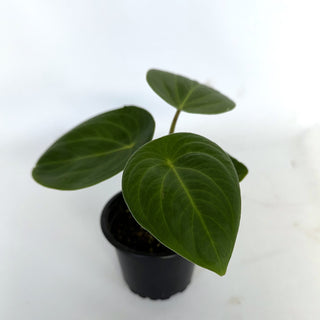 Peperomia sp. Costa Rica