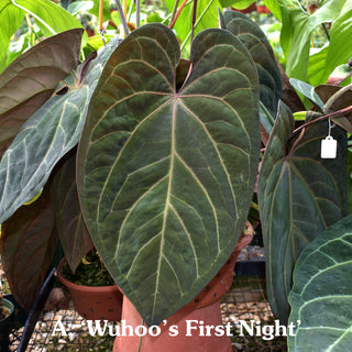 Anthurium 'Wuhoo's First Night' x nigrolaminum 'Gigi'