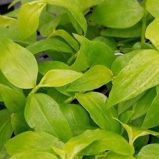 Tradescantia fluminensis 'Trailing Gold'