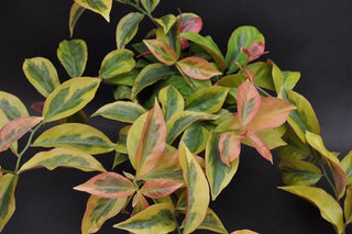 Pereskia aculeata cv. 'Godseffiana' variegata