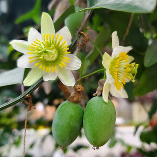 Passiflora biflora