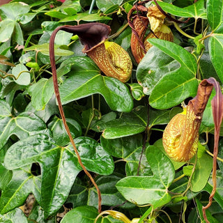 Aristolochia trilobata