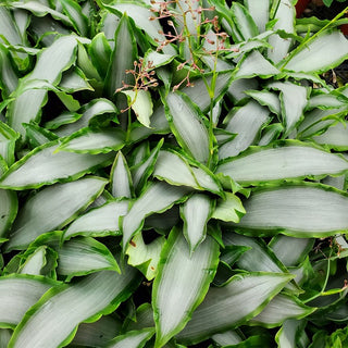 Murdannia Sp. 'Bright Star'