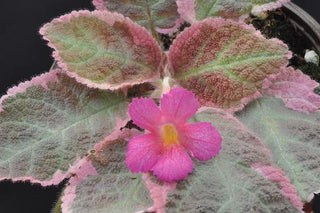 Episcia 'Pink Smoke'