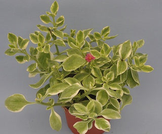 Aptenia cordifolia 'Variegata'