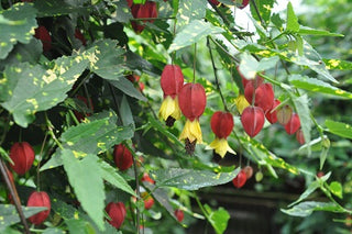 Abutilon megapotamicum 'Variegatum'