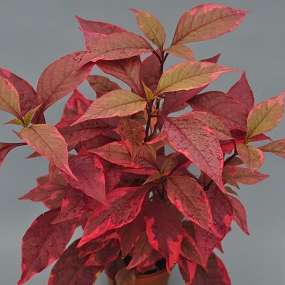 Alternanthera  dentata 'Brazilian Red Hots'