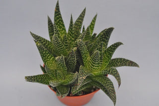 Gasterhaworthia