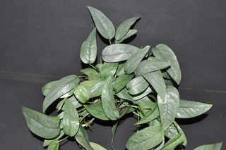 Epipremnum pinnatum 'Cebu Blue'