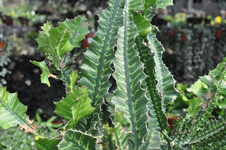 Euphorbia 'Sunrise'