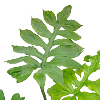 Philodendron distantilobum - 3.5" Pot