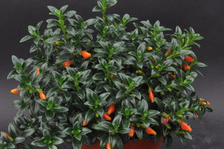 Nematanthus wettsteinii