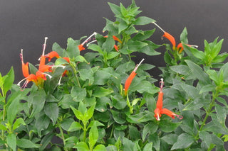 Aeschynanthus 'Rigel'