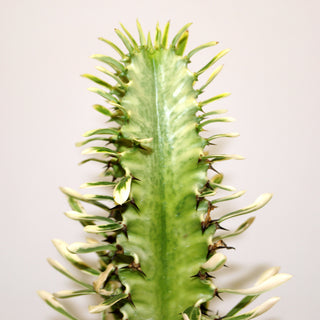 Euphorbia ammak var. 'Variegata'