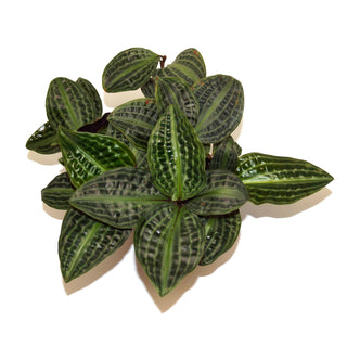 Geogenanthus poeppigii - 5.5" Pot