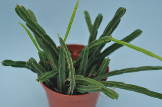 Hatiora pentaptera
