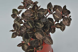 Peperomia metallica (repii)