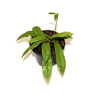 Hoya rigidifolia