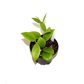 Hoya diptera
