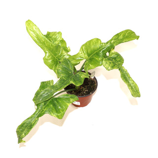 Philodendron bipennifolium 'Splash Gordon' - 3.5" Pot