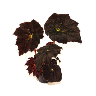 Begonia 'Prince Noir'