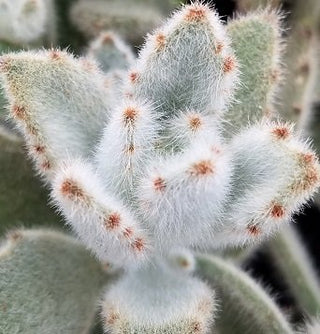 Kalanchoe tomentosa