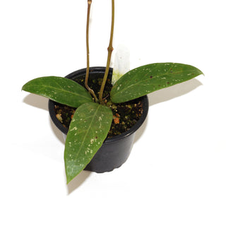 Hoya sp. EPC-376