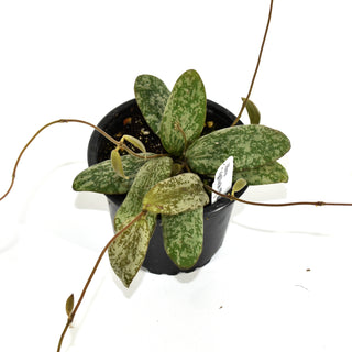 Hoya sigillatis (Wide Form)