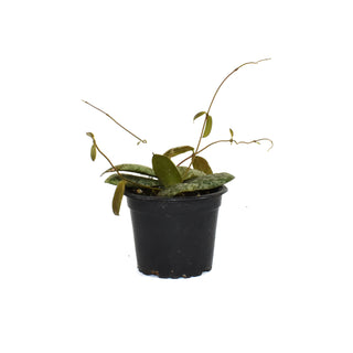Hoya sigillatis (Wide Form)
