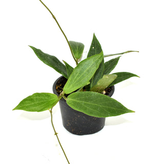 Hoya aurigueana