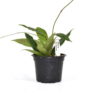 Hoya aurigueana