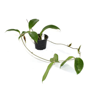 Hoya sp. UT-033