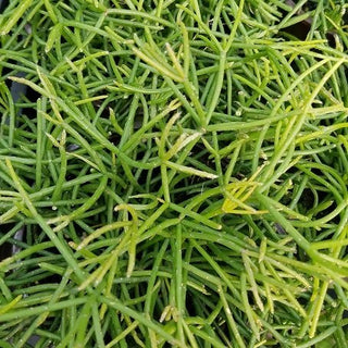 Rhipsalis baccifera subsp. shaferi
