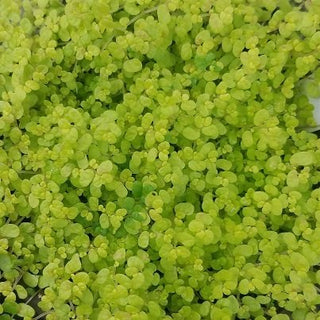 Soleirolia soleirolii 'Aurea'