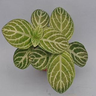 Chamaeranthemum venosum